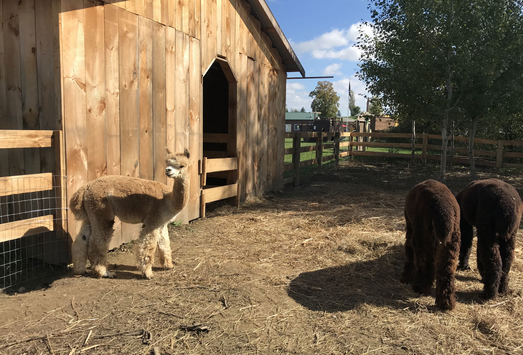 Penny's Country Farm 8